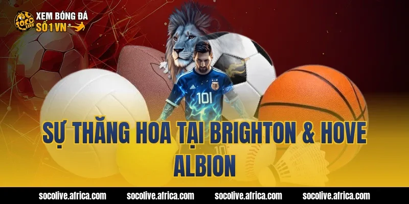 Sự thăng hoa tại Brighton & Hove Albion